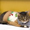 Photos: Meet The Felines From The Algonquin Cat Fashion Show